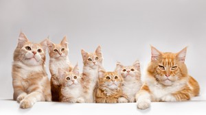 Кошки с котятам