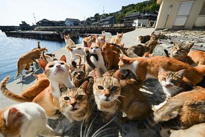 Болезни кошек