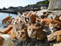 Болезни кошек
