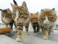 Болезни кошек