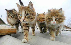 Болезни кошек
