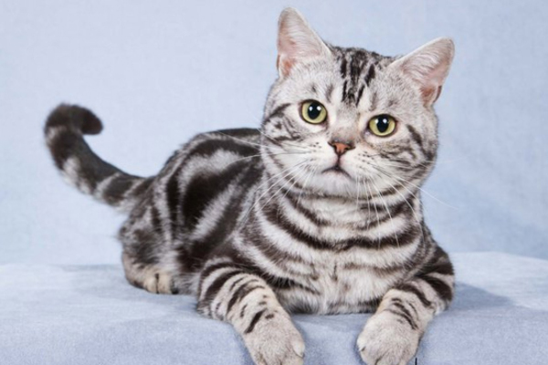 Внешний вид американской  кошки