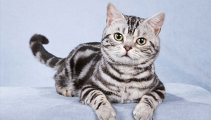 Внешний вид американской  кошки