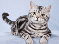 Внешний вид американской  кошки