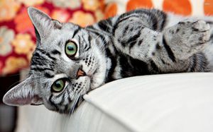 Чем кормить америанкскую кошку