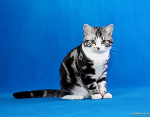 Внешний вид американской кошки