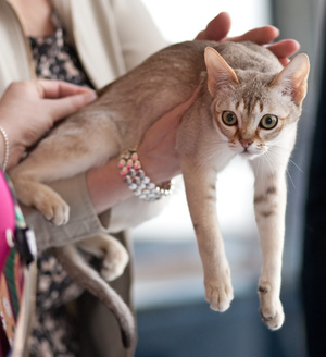 Кошка с хозяином