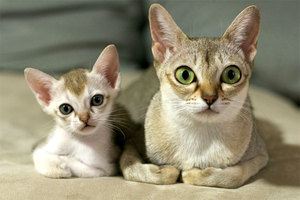 Кошка с котятами