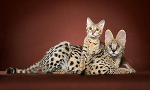 Дикая кошка
