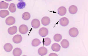 Микоплазмоз у кошек вызывает Mycoplasma felis