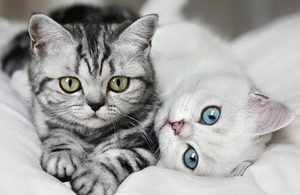 Кошки и болезни почек