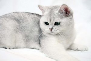 Экзотическая короткошерстная кошка
