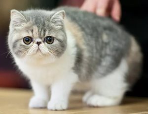 Экзотическая короткошерстная порода кошек