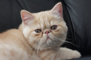 Характер экзотической короткошерстной кошки