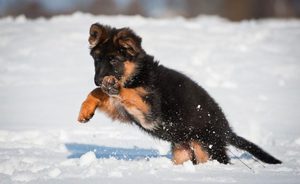 Щенок играет на снегу 