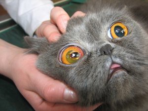 Конъюктивит у кошек