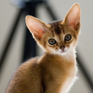 Абиссинский котенок