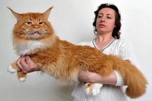Какие окрасы бывают у котов Мейн-кун