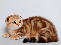 Шотландская кошка