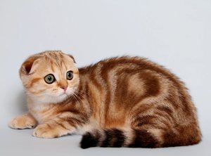 Шотландская кошка