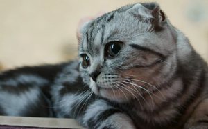 Шотландская вислоухая кошка