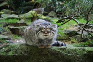 Животное манул