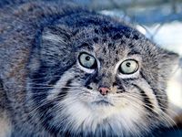 Дикий кот манул