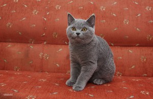 Как выглядит британская кошка