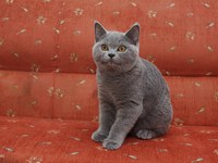 Как выглядит британская кошка