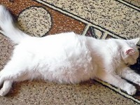 Перитонит у кошек 