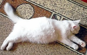 Перитонит у кошек 