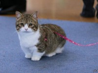 Кошки с короткими лапами