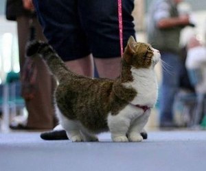 Особенность кошек с короткими лапами