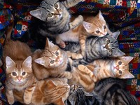 Корм для кошек
