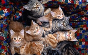 Корм для кошек
