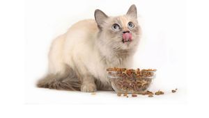 Сухой корм для котов