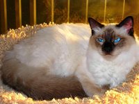 Балинезийская домашняя кошка