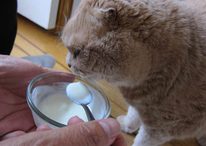 Питание котят с месяц