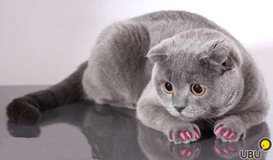 Антицарапки для кошек