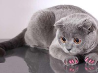 Антицарапки для кошек