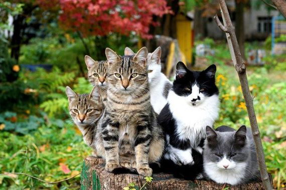 Болезни кошек