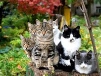 Болезни кошек