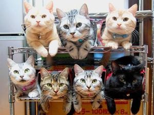 Почему линяют коты