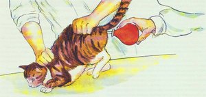 Клизма для кошки