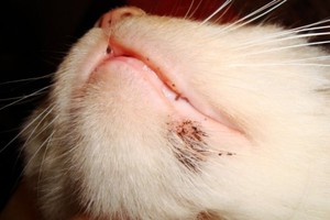 Блохи у кошек