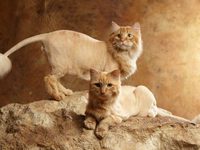 Как самостоятельно подстричь кота