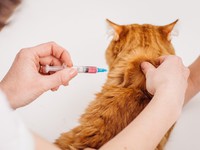 Когда делать прививки котятам первый раз