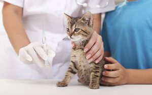 Какие прививки делают котятам Какие прививки нужно делать котятам