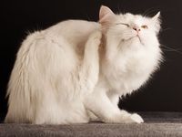 Капли для котов от внешних паразитов