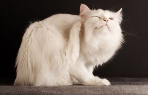Капли для котов от внешних паразитов